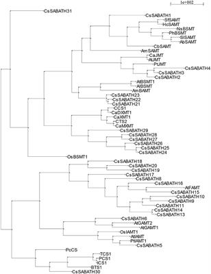 Temporal Decline in Pathogen-Mediated Release of Methyl Salicylate Associated With Decreasing Vector Preference for Infected Over Uninfected Plants